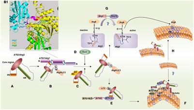 Binding Features and Functions of ATG3